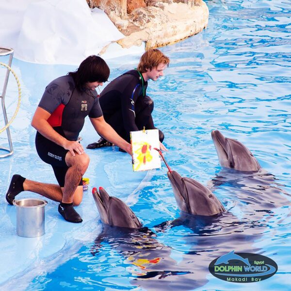 - Prevoz od hotela do delfinarijuma i nazad - Ulaznica za šou delfina,
