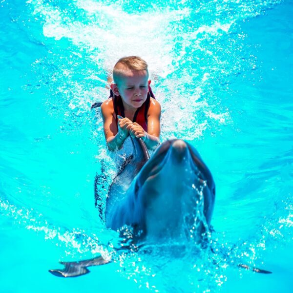 Plivanje sa delfinima u bazenu