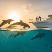 Gledanje Delfina Hurgada Vodic za Nezaboravan Susret 2026 Hero Image hurgada izleti Vip